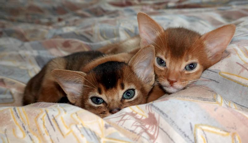 Alala and Monty - 2025 kitens