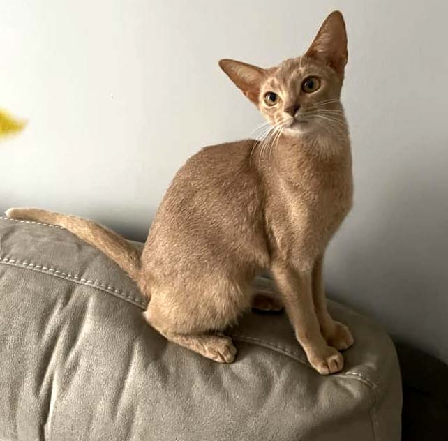 Fawn Abyssinian